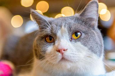 开发者回应《马车：世界》牛牛吃汉堡质疑 原材料是机密